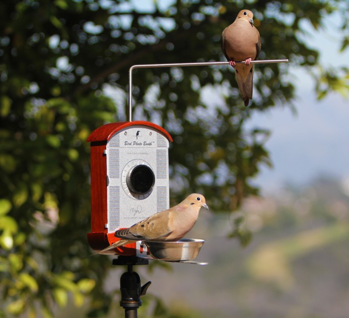 Ocala Post Bird Photo Booth Invented By Bryson Lovett