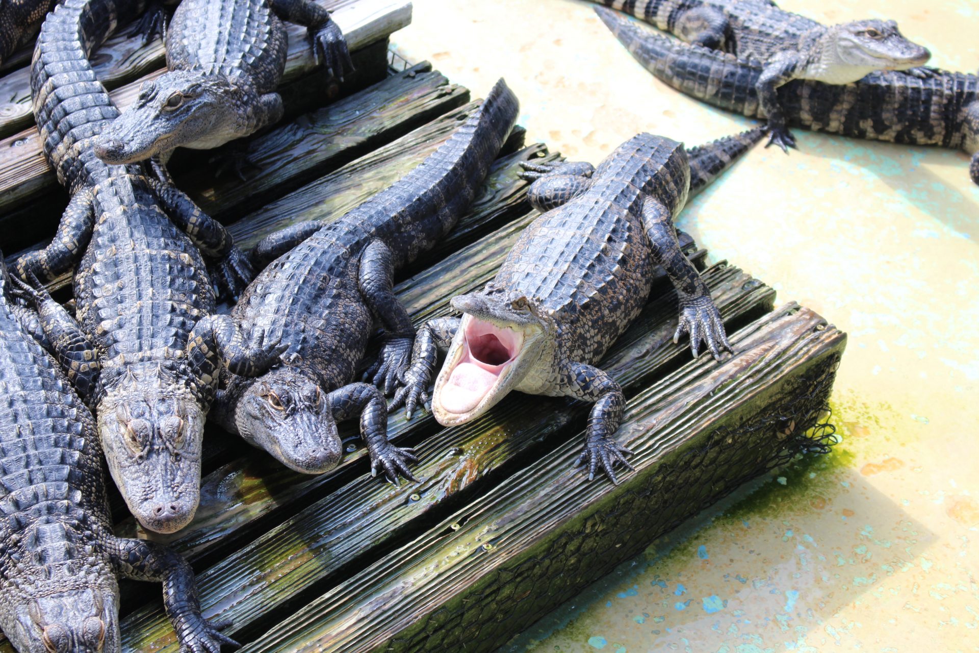 Ocala Post (Ocala News) - Marsh Rabbit Run Trail At Circle B Bar ...