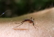 covid-19, ocala news, ocala post, mosquitoes