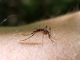 covid-19, ocala news, ocala post, mosquitoes