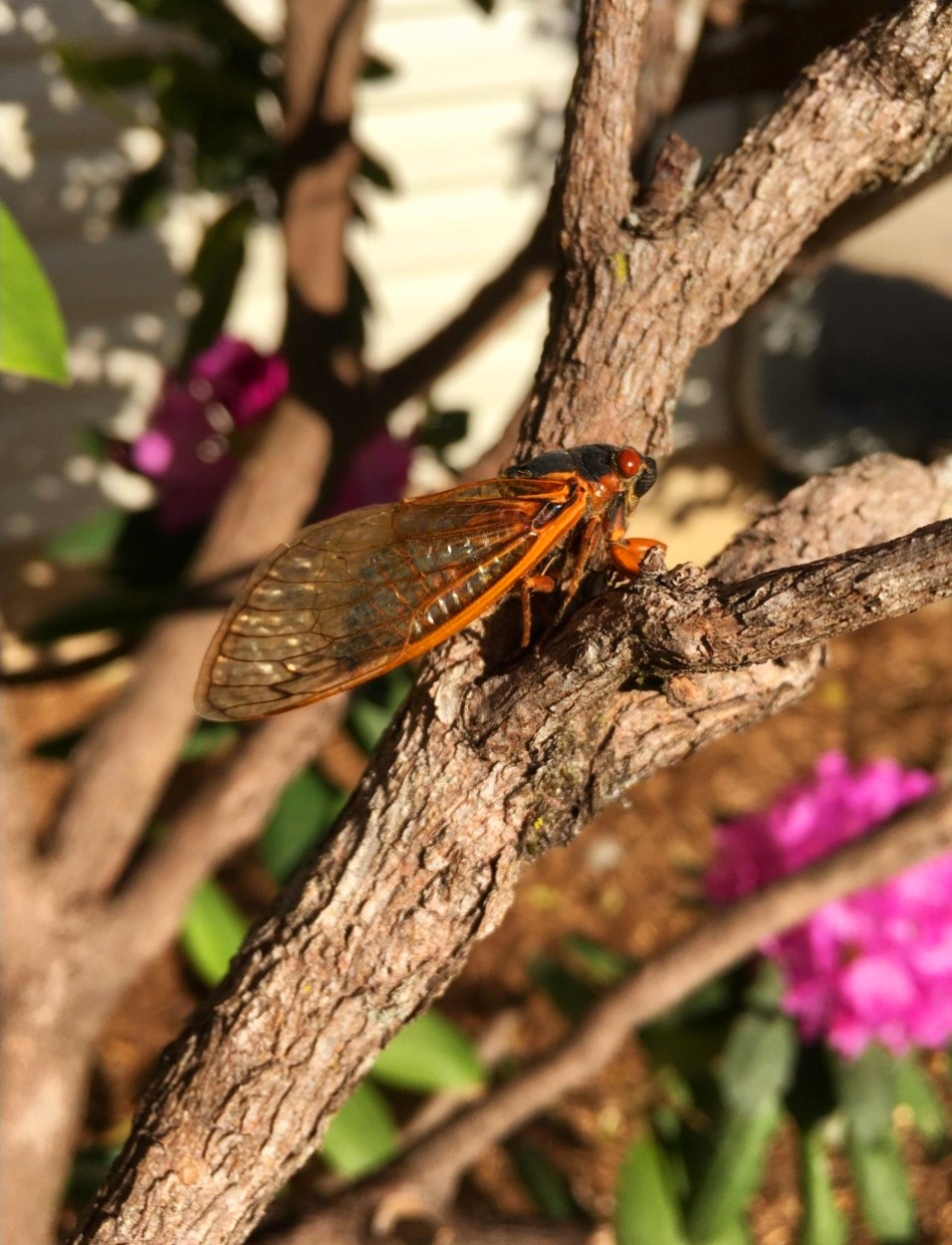Cicadas, Ocala news, Florida news