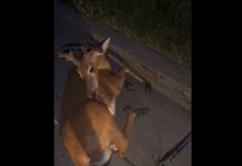 deer hit by car