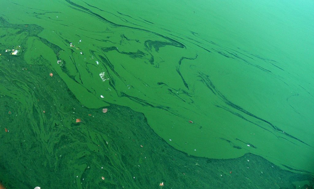 Blue Green Algae, ocala news, ocala post