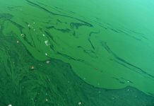 Blue Green Algae, ocala news, ocala post