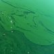 Blue Green Algae, ocala news, ocala post