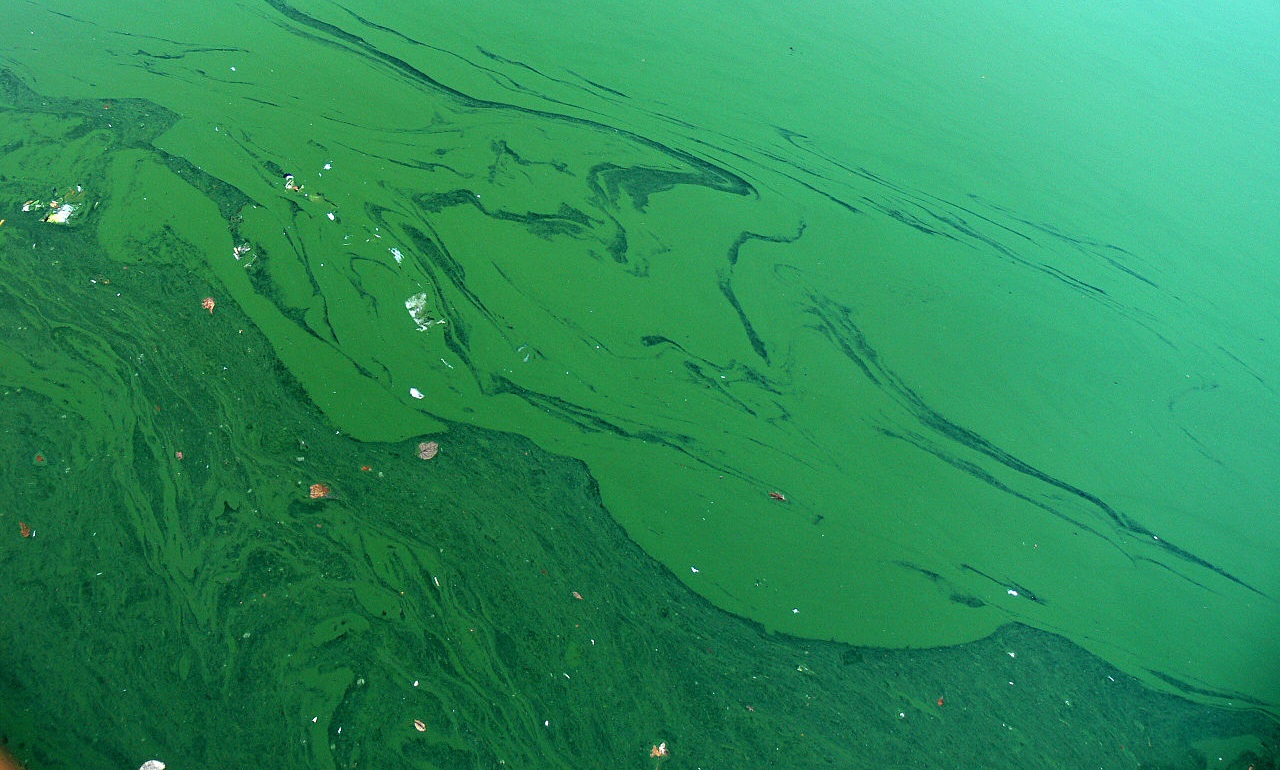 Blue Green Algae, ocala news, ocala post